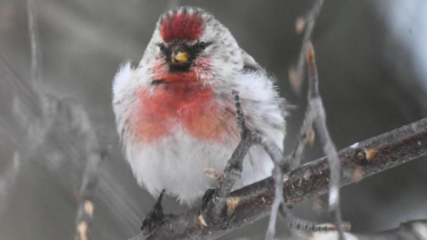 little bird with red dot on head and reddishs chest sitting on tree branch