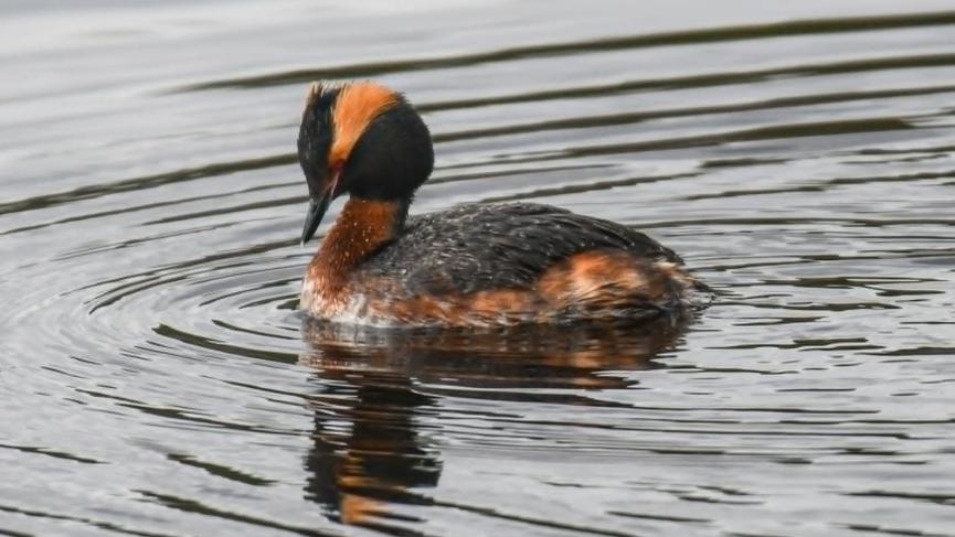 duck with orange black head and read yes swimming