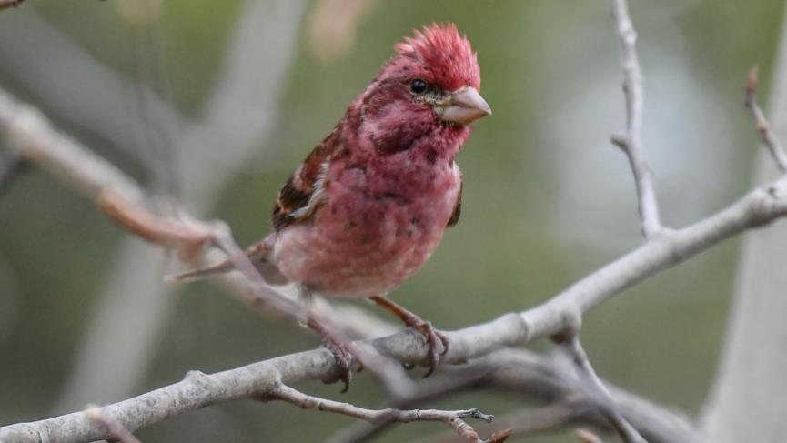 red bird sitting in tree