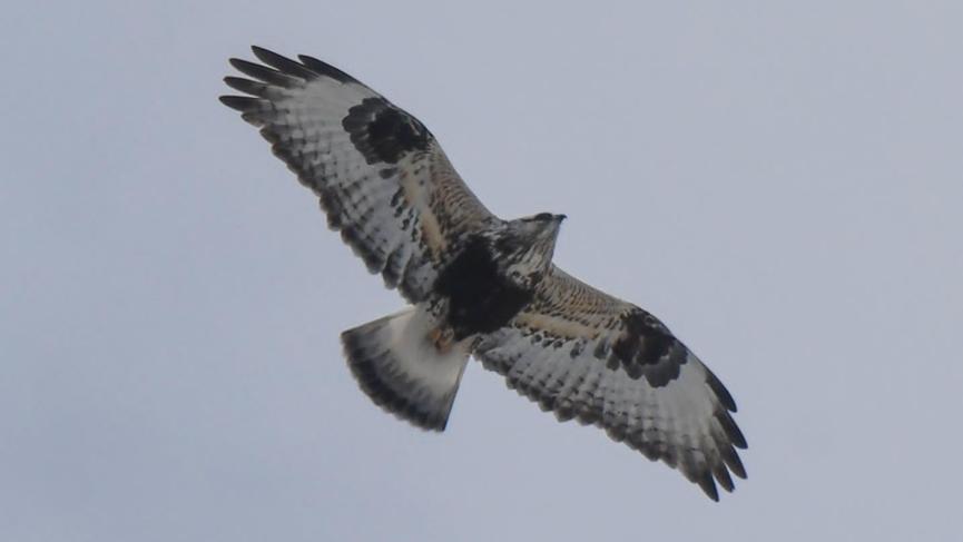 Bird of pray with spread wings soaring through sky. 