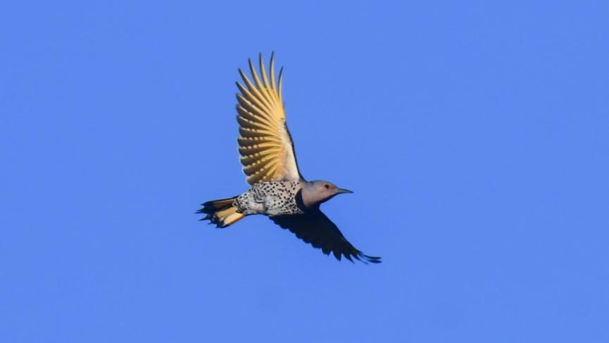 bird flying through a blue sky with wide streched wings. Feathers are orange, chest is dotted