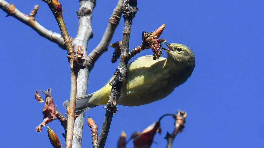 yellow/greenish bird sitting on vertical branch, eating on sprouting leaves
