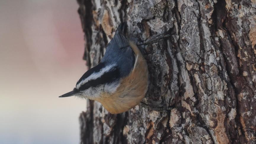 small bird with white and black stripes on head, orange chest and slightly blue back.  sitting on tree trunk