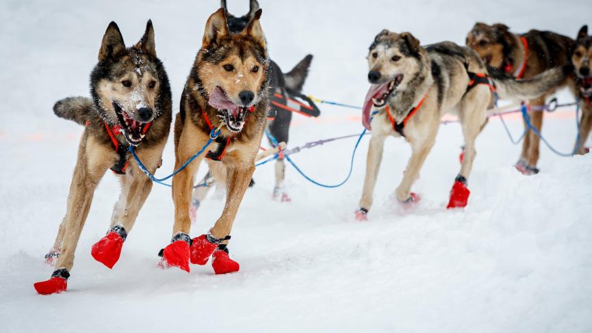 elevation dogsled team