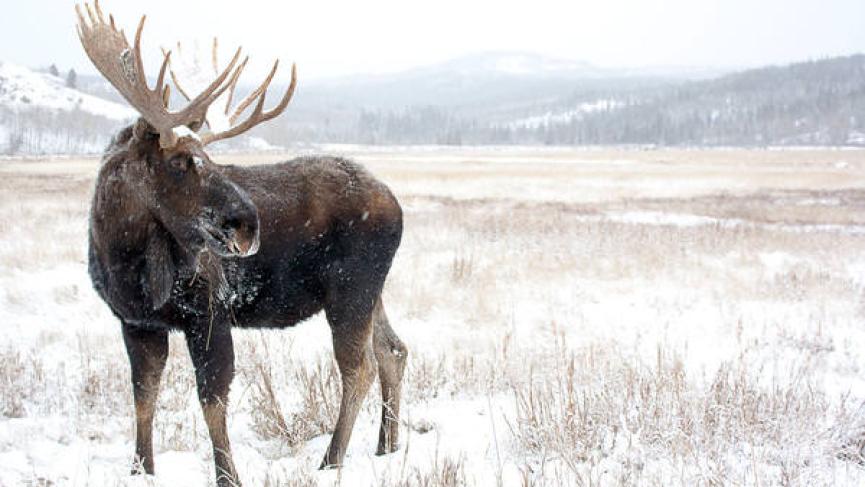 _mg_9948_-_moose_-_ywp_-_nov_2013_-_sm.jpg