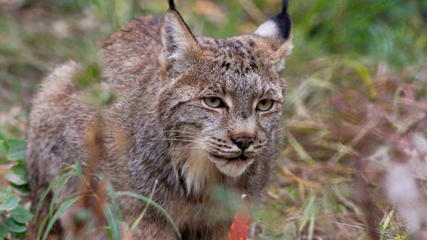 Leaps and Bounds Winter is Here-Lynx - Yukon Wildlife Preserve