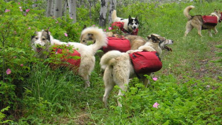 backpacking_-_pack_dogs_and_roses.jpg