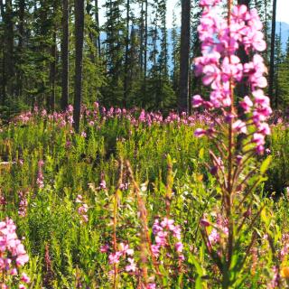 Fireweed in bloom