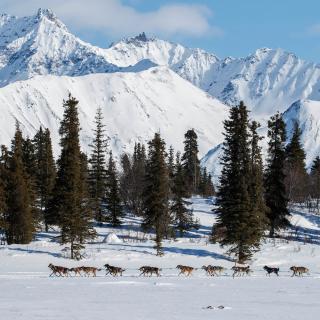 Dog sledding across a frozen lake
