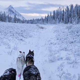 Dogsledding Yukon