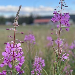 Fireweed