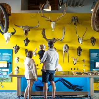 A young family looks at an exhibit at the Beringia Centre