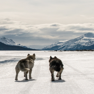two dogs on a frozen lake