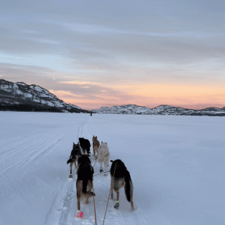 Dog team mushing on Lake Laberge, Whitehorse, Yukon