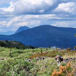 a Husky with a pack in a mountain scenery