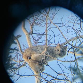 lynx widlife tree