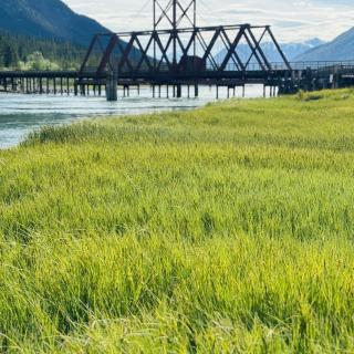 carcross bridge grass summer