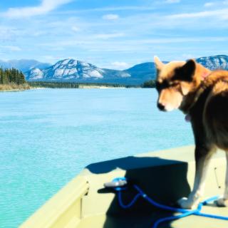 yukon river dog summer mountains boat