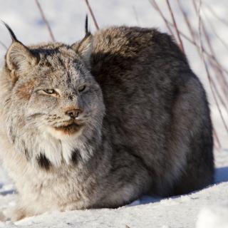 Winter magic at the Wildlife Preserve