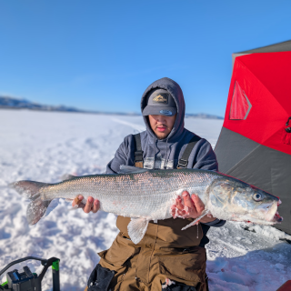A person kneeling on a frozen lake, holding a large freshly caught inconnu while ice fishing beside a red shelter under a clear blue sky