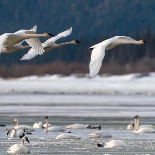 Trumpeter-swans-at-swan-haven