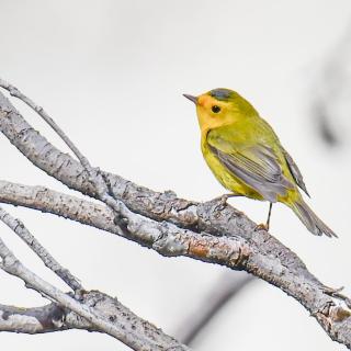 Yellow bird on branch. 