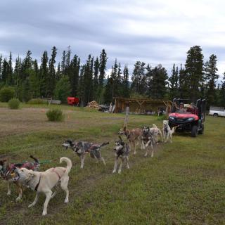 A 12 dog team runs in front the ATV
