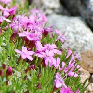 Yukon Wildflowers
