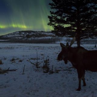 Auroras & Moose