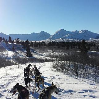 Dog team pulls a sled on a snowy trail
