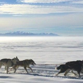 Dogs mushing on a frozen lake
