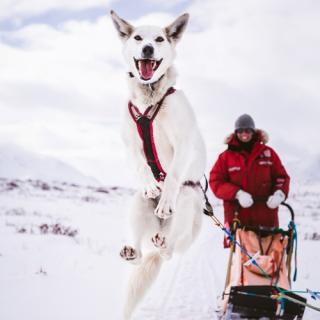 Husky Jumping!_0.jpg