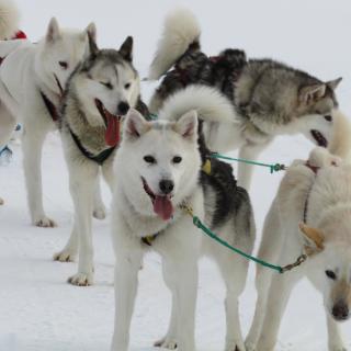 A team of sled dogs tethered on a teal leash