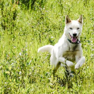 A dog leaping through green brush