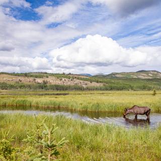 _MG_0614 - bioblitz moose_0.jpg