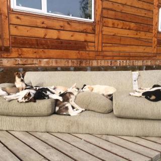 Tagish Lake Kennel.jpg