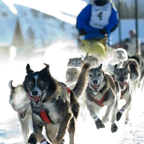 dogs pull a musher wearing a blue jacket