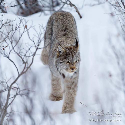 A lynx walks across the snow