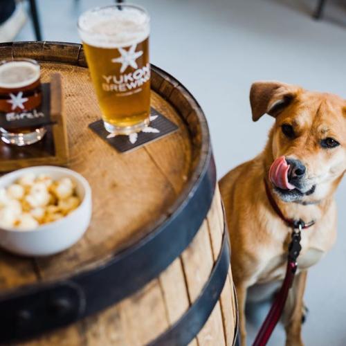 A dog peers at food and beer on the table at Yukon Brewing