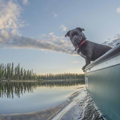A small black dog looks over the side of the boat on a pristine lake