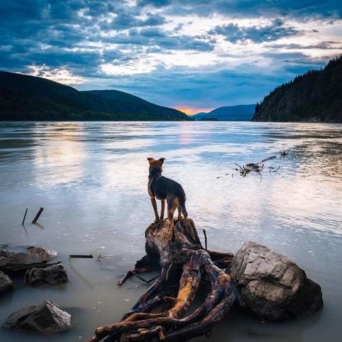 A dog enjoys a Yukon sunset over a lake