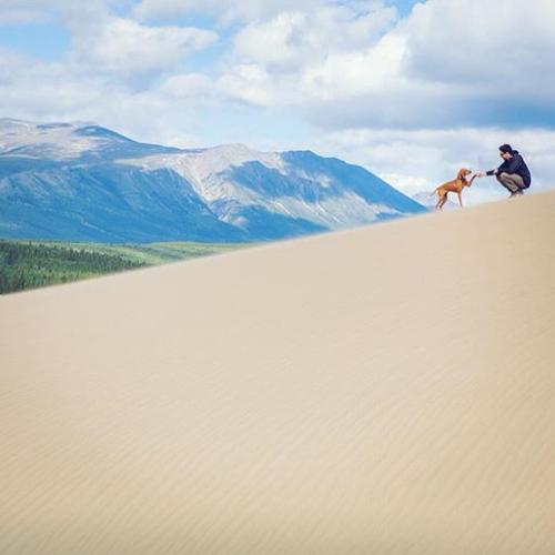 A dog shakes a paw with its owner in the Carcross Desert