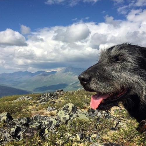 A black furry dog hikes in the mountains on a sunny day