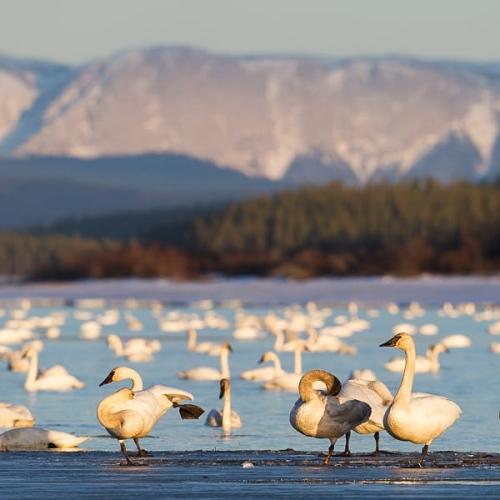 Swans at Swan Haven with mountains in the background
