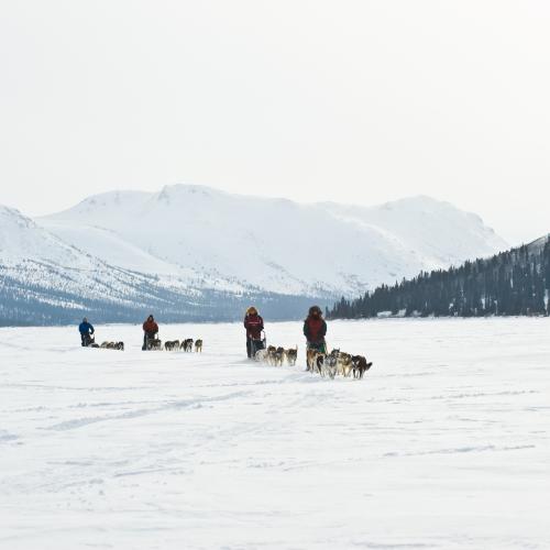 four dog teams run along a frozen lake