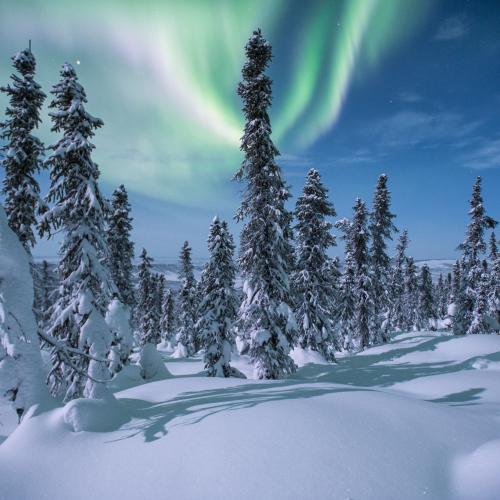 northern lights among tall, skinny, snowy trees