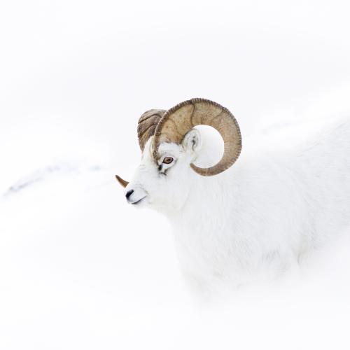 Dahl sheep in the snow