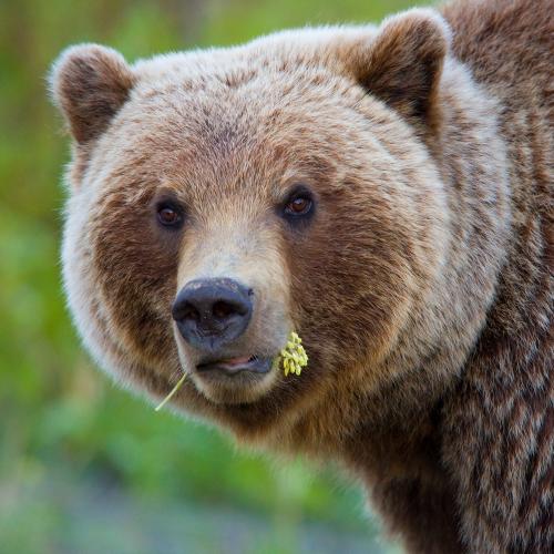 results-bear.jpg