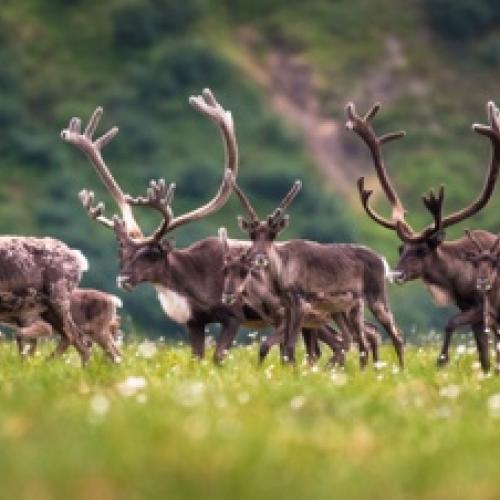 2016-07-21 Porcupine Caribou Summer Migration0651_0.jpg