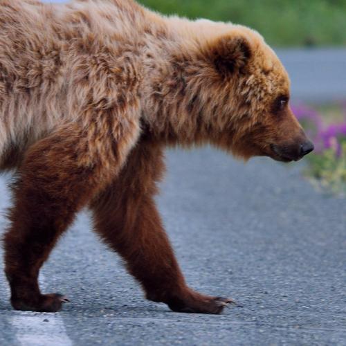 Bear crossing the highway